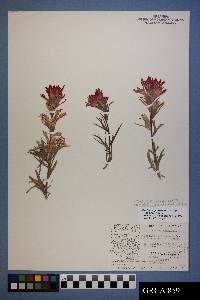 Castilleja angustifolia image